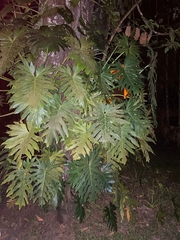 Thaumatophyllum xanadu