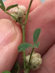 Trifolium tomentosum