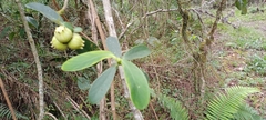 Clusia multiflora