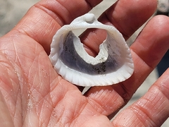 Arcoidea
