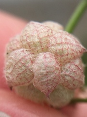 Trifolium tomentosum