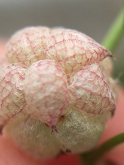 Trifolium tomentosum