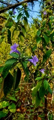 Barleria cristata