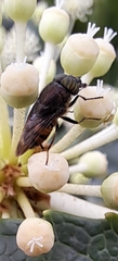 Stomorhina obsoleta