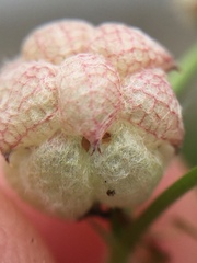 Trifolium tomentosum