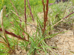 Elymus farctus