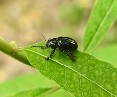 Typophorus nigritus
