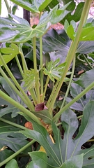 Fatsia japonica