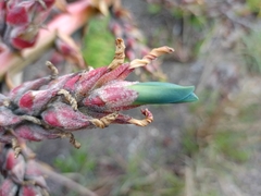 Puya parviflora