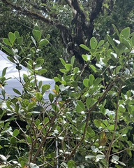 Ligustrum liukiuense