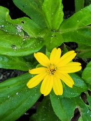 Sphagneticola trilobata