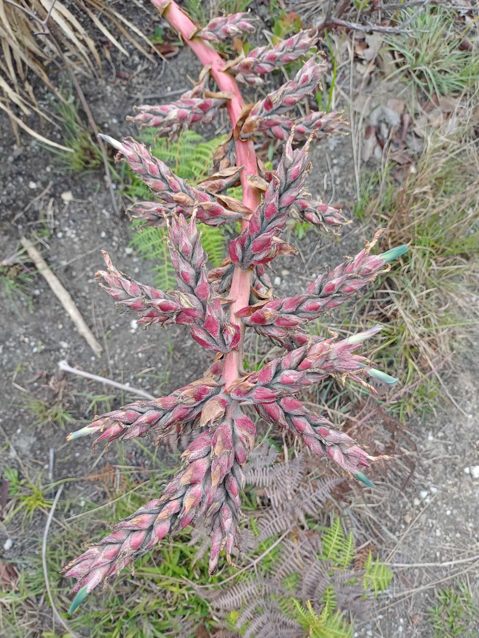 Puya image