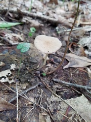 Psathyrella