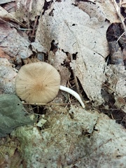 Psathyrella