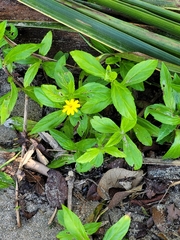 Sphagneticola trilobata