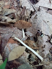 Psathyrella