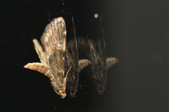 Hygraula