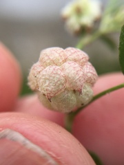 Trifolium tomentosum