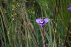 Patersonia occidentalis occidentalis