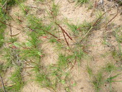 Elymus farctus