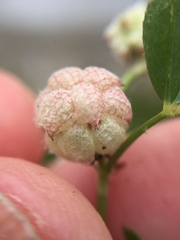 Trifolium tomentosum