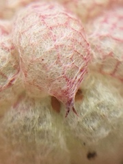 Trifolium tomentosum