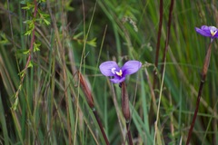 Patersonia occidentalis occidentalis