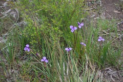 Patersonia occidentalis occidentalis
