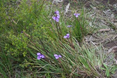 Patersonia occidentalis occidentalis