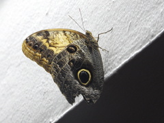 Caligo telamonius memnon