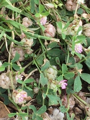 Trifolium tomentosum