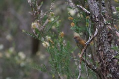 Stipiturus malachurus