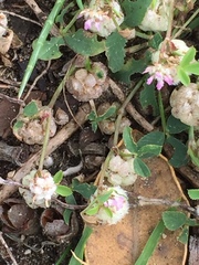 Trifolium tomentosum