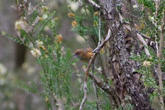 Stipiturus malachurus