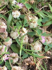 Trifolium tomentosum