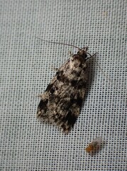 Barea codrella