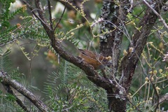 Stipiturus malachurus