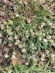 Trifolium tomentosum