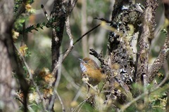 Stipiturus malachurus