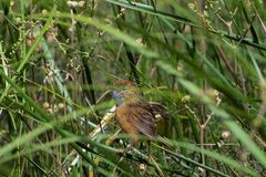 Stipiturus malachurus