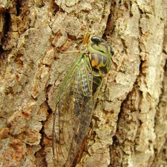 Neotibicen linnei