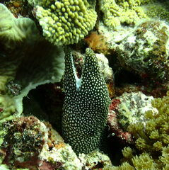 Gymnothorax meleagris