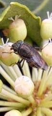 Stomorhina obsoleta