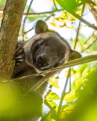 Dendrolagus lumholtzi