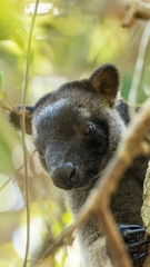 Dendrolagus lumholtzi