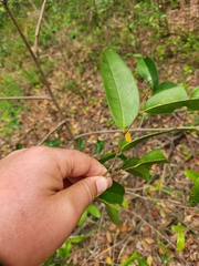 Huberantha nitidissima
