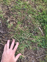 Trifolium tomentosum