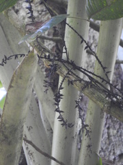 Wittmackia lingulata