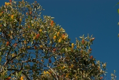 Byrsonima crassifolia