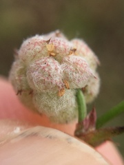 Trifolium tomentosum
